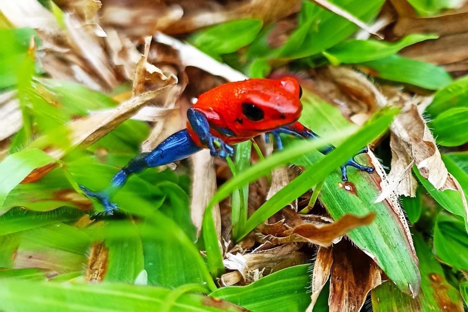 Villa Ceiba La Fortuna Eksteriør billede